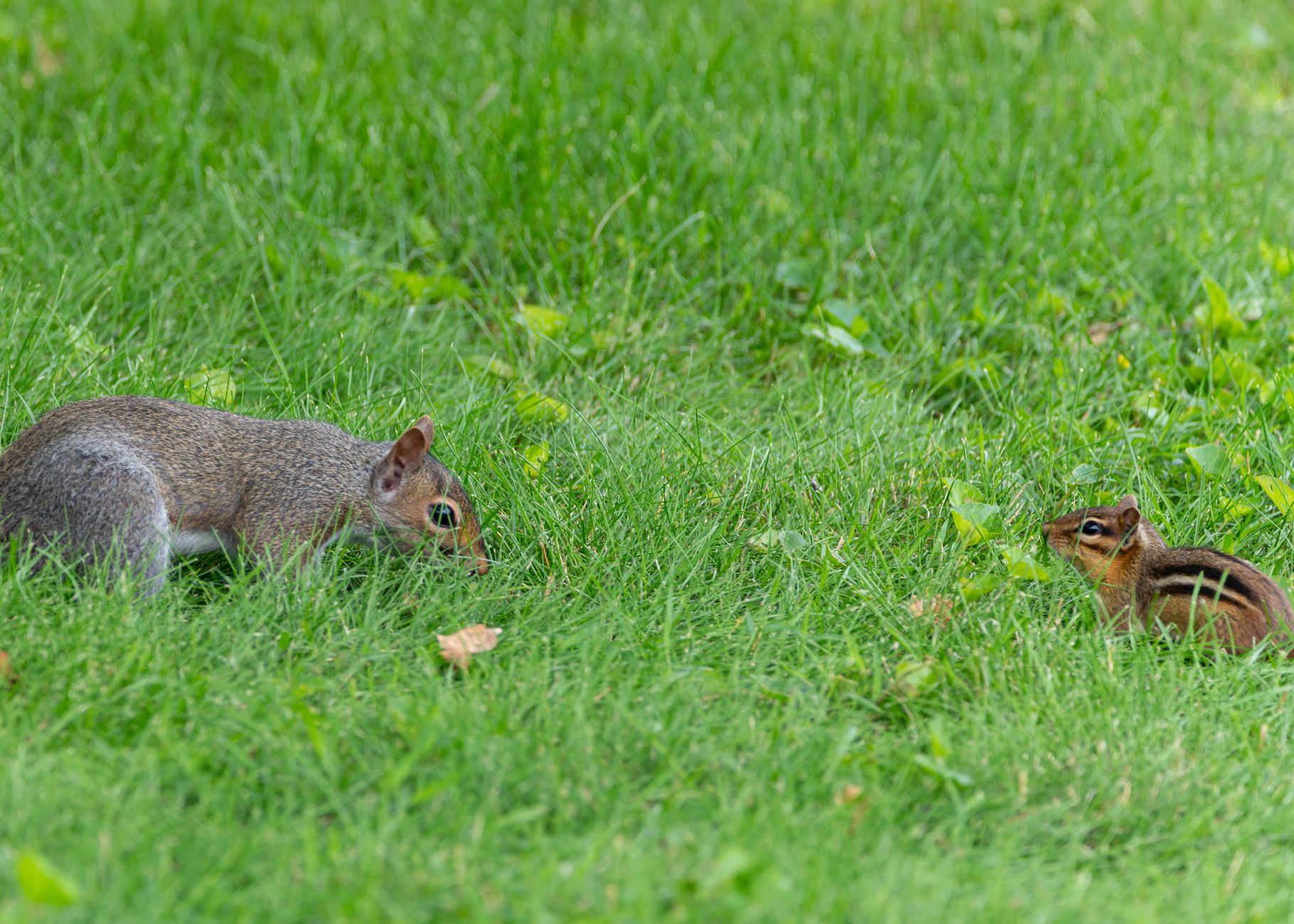 chipmunk squirrel vole damage comparison UK