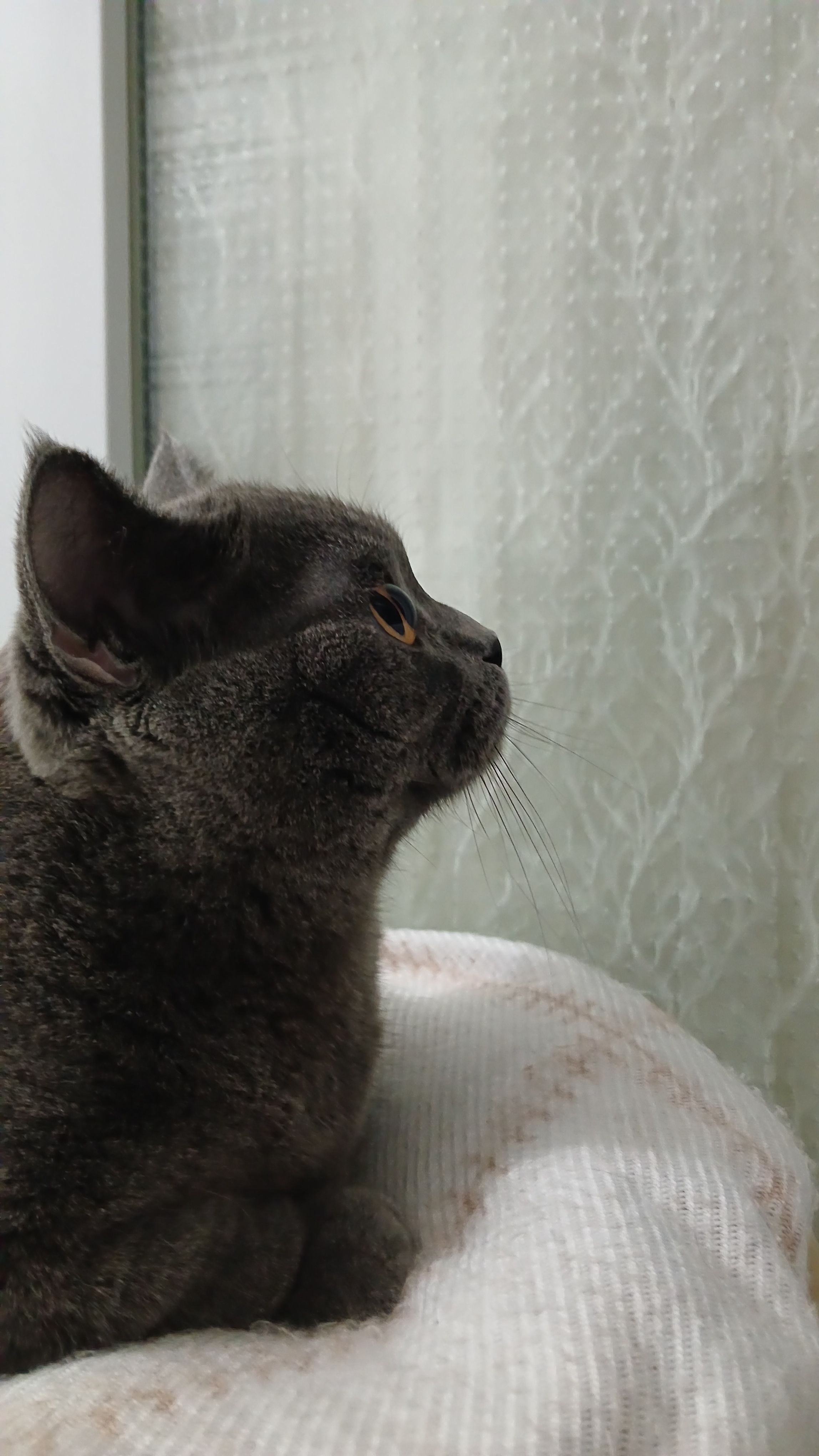 A gray cat stares intently out a window with a soft, cozy blanket beneath.