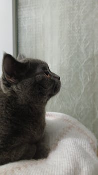 A gray cat stares intently out a window with a soft, cozy blanket beneath.