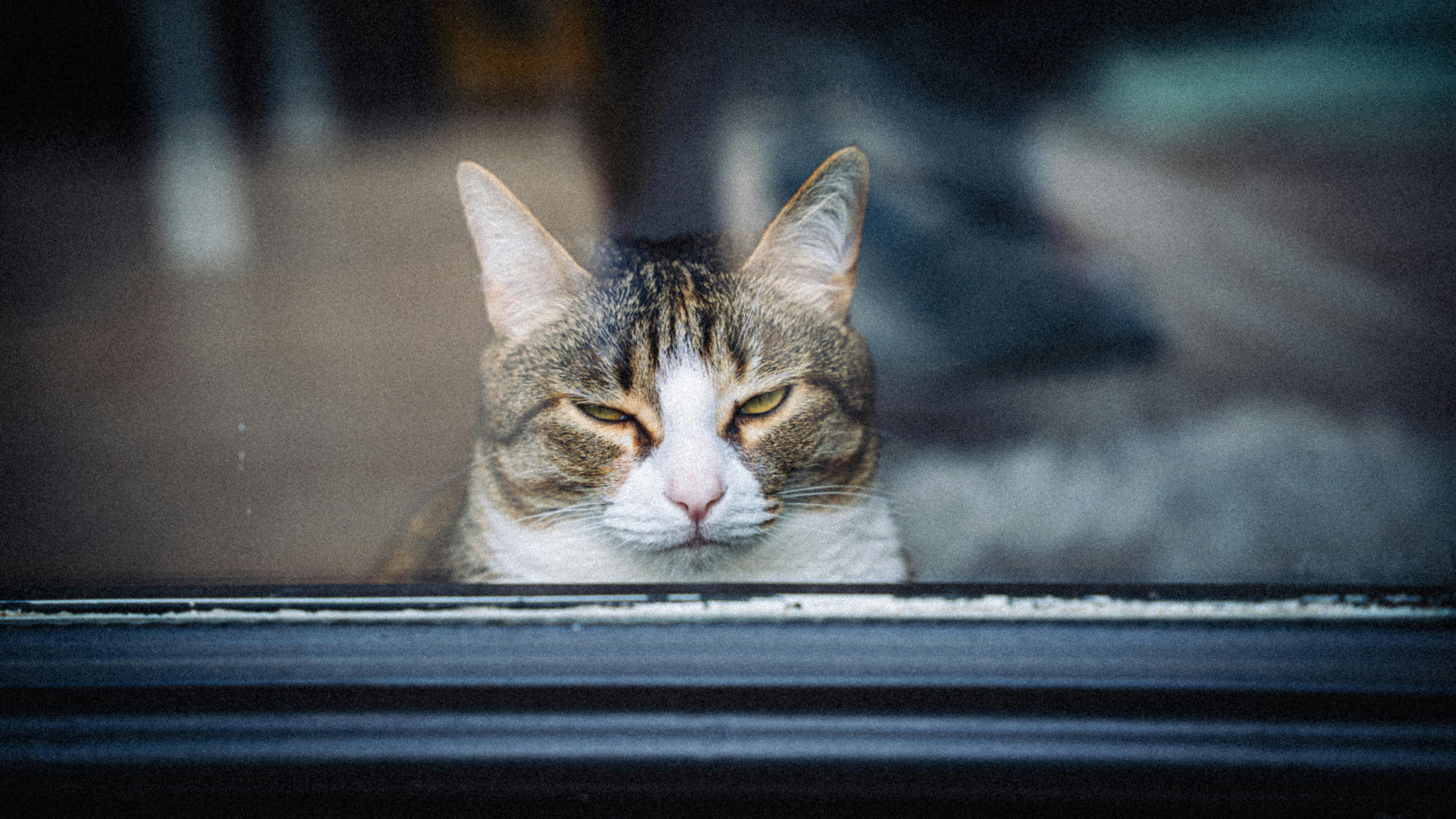 A tabby cat calmly sitting behind a window in New York, captured beautifully.
