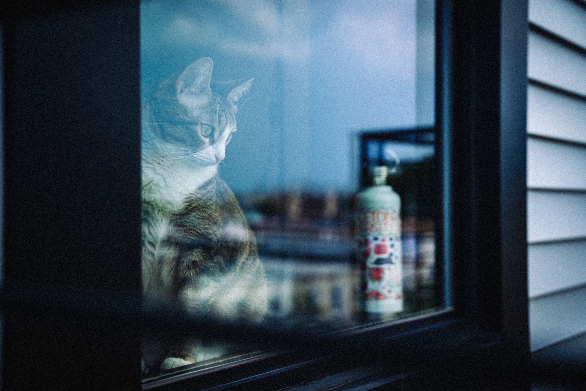 A serene cat gazes out of a window with a scenic view of the New York skyline.