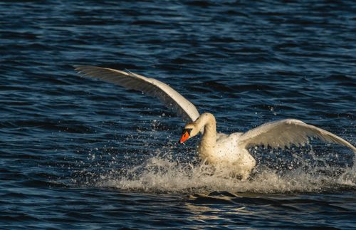 Free A swan makes a splash while landing gracefully on a calm lake. Stock Photo