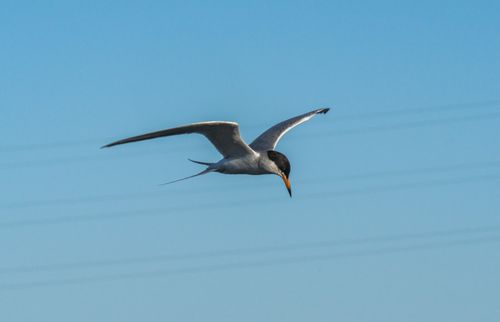 Free Elegant tern soaring gracefully in clear blue sky, showcasing nature's beauty. Stock Photo