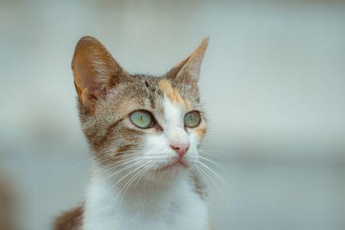 Free A calico cat with striking green eyes gazes thoughtfully, natural light highlighting its features. Stock Photo