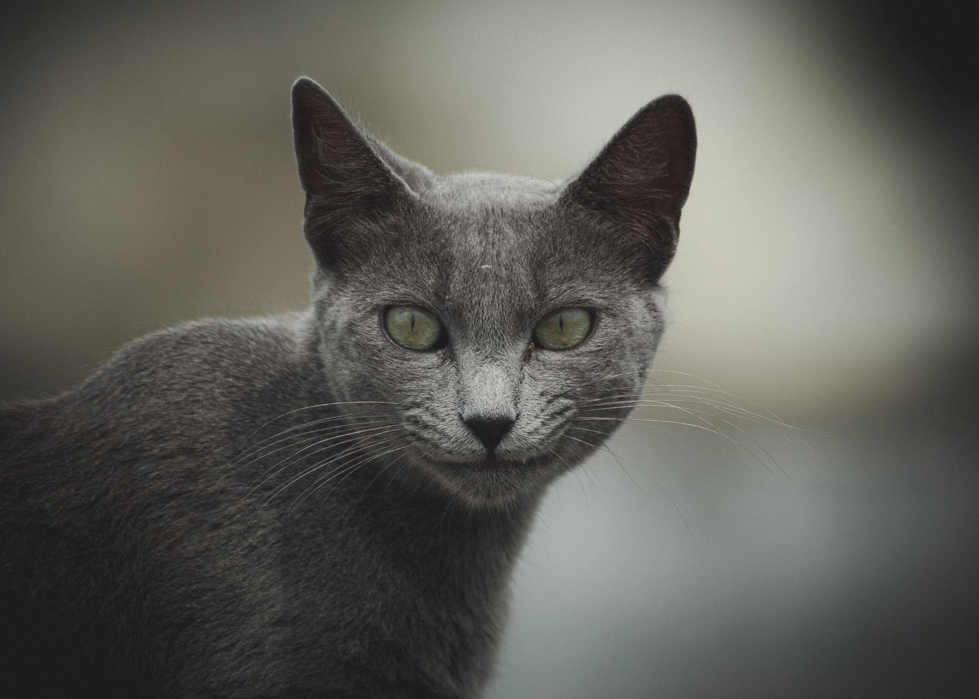 Close-Up Portrait of a Russian Blue Cat · Free Stock Photo