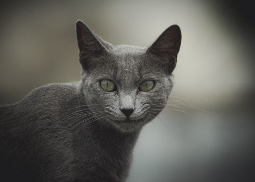 Free A serene close-up of a Russian Blue cat with striking green eyes. Stock Photo