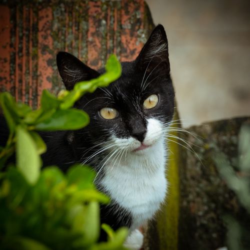 Free A tuxedo cat curiously peers through green foliage in an outdoor garden setting. Stock Photo
