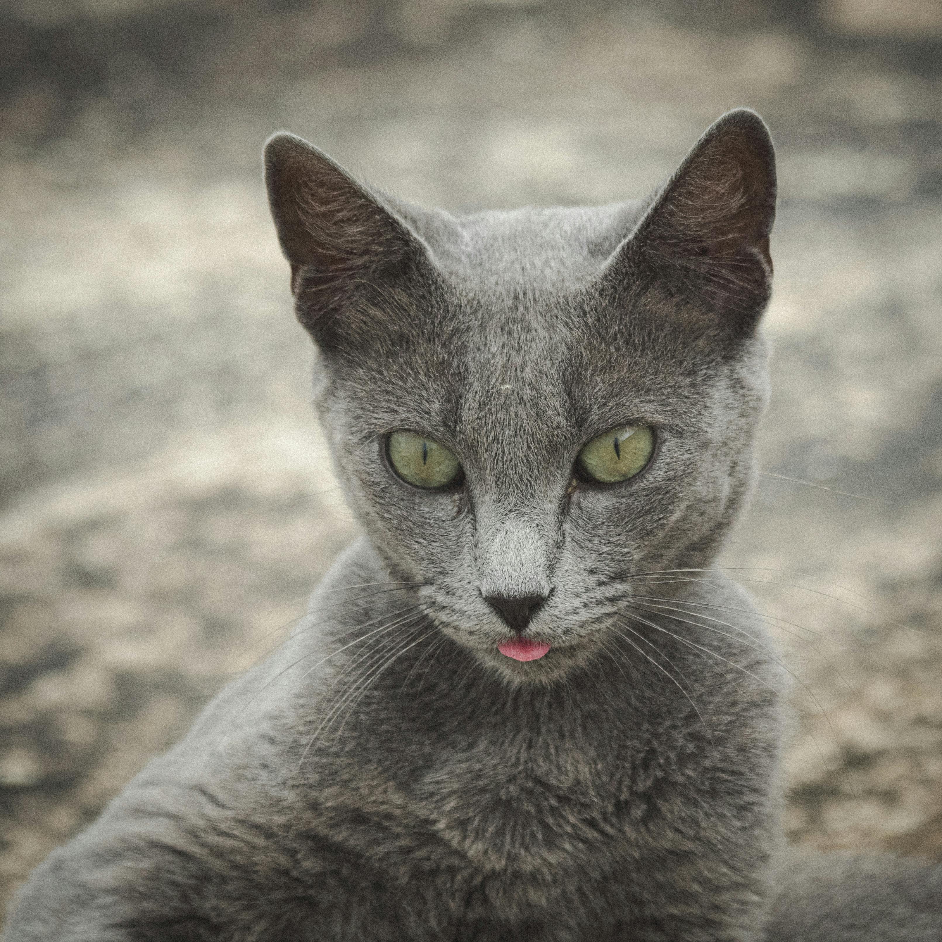 Russian Blue