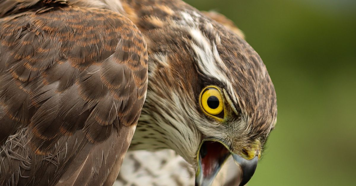 Hawk Expression Close-up of a Hawk with Intense Gaze · Free Stock Photo