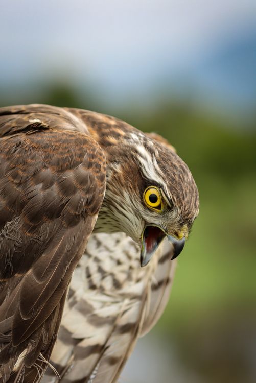 Hawk Expression Close-up of a Hawk with Intense Gaze · Free Stock Photo