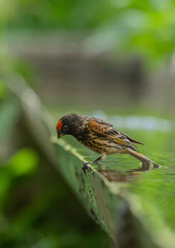 Detailed shot of a finch on a ledge by water, surrounded by lush greenery.
