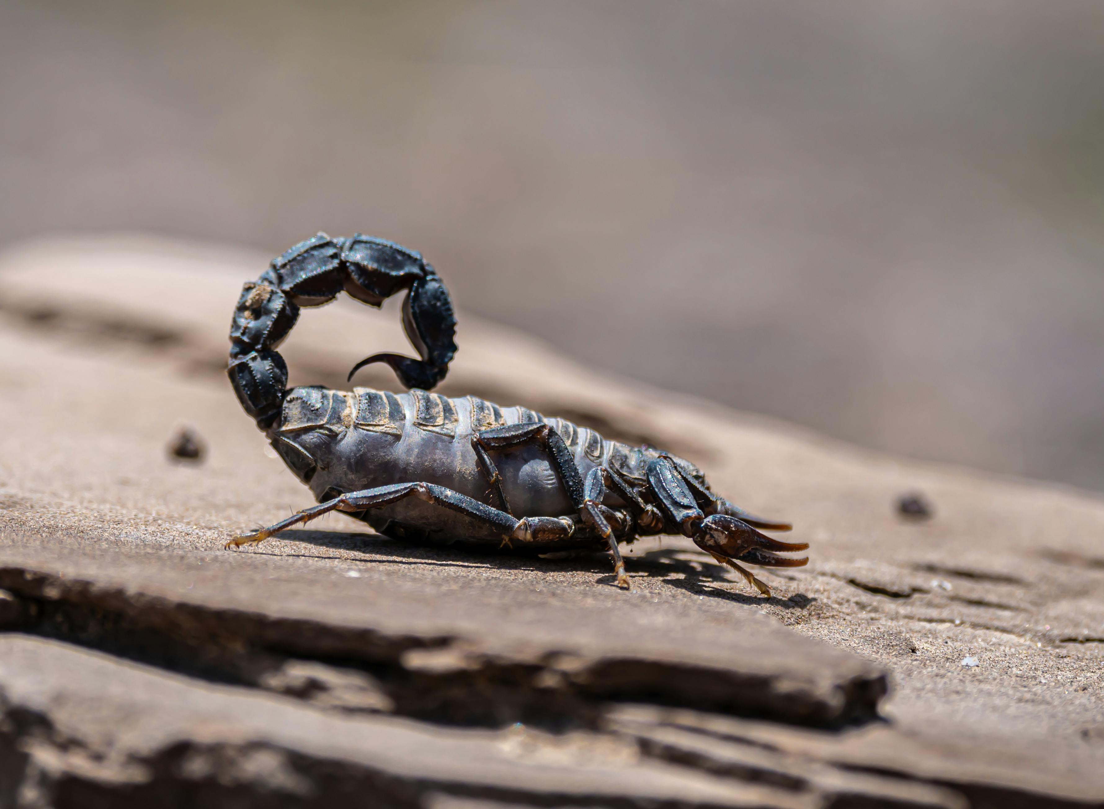 Detailed shot of a scorpion on a rock, showing its anatomy and texture in natural setting.