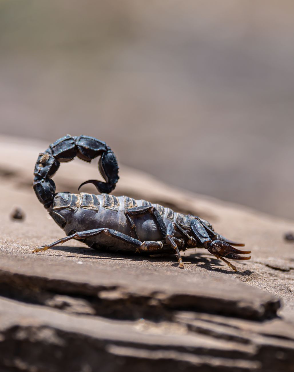 Een gedetailleerde afbeelding van een schorpioen die op een rots staat in zijn natuurlijke woestijnhabitat.