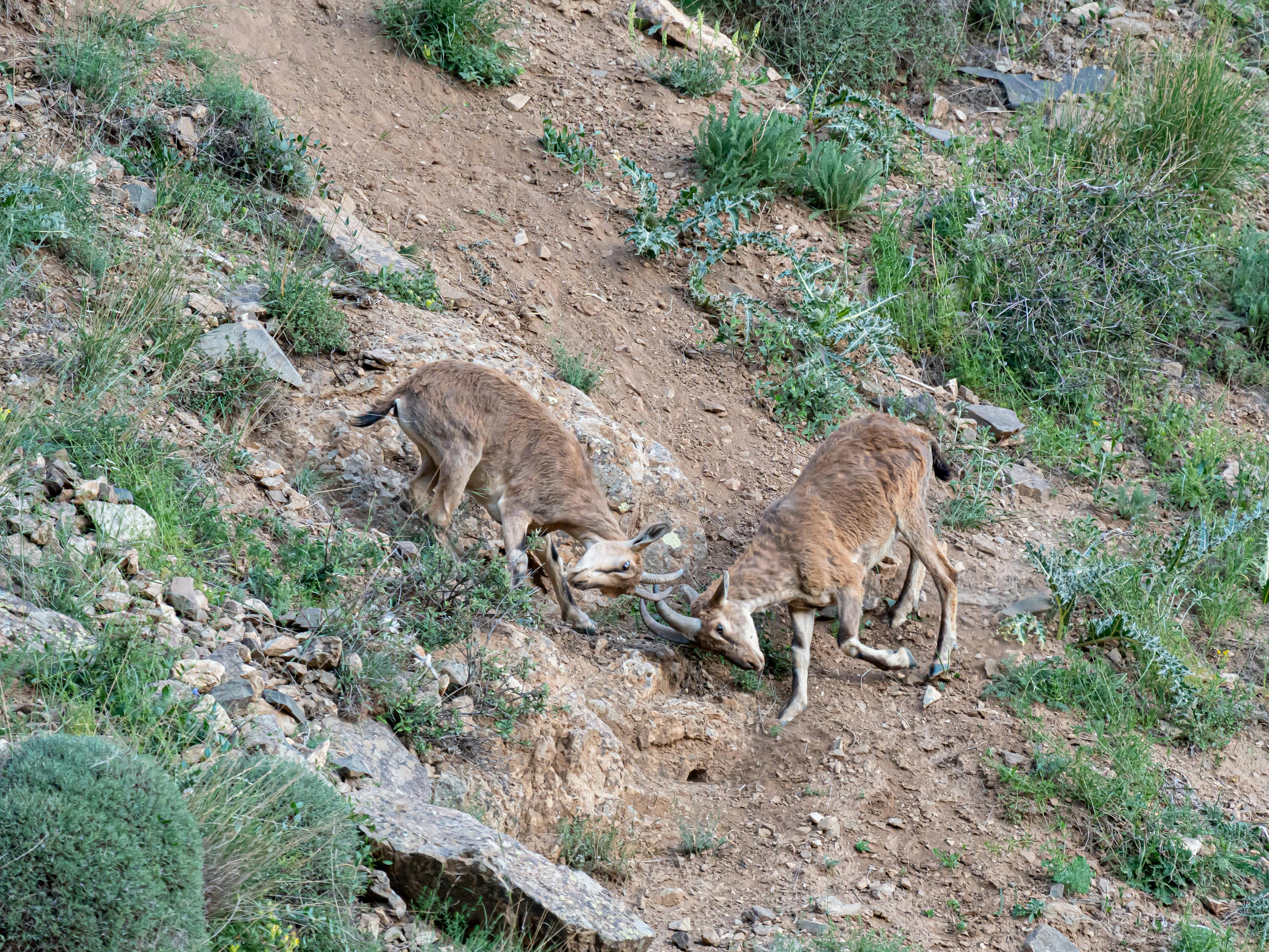 grátis Dois veados selvagens lutam em uma encosta rochosa, exibindo o poder bruto da natureza. Foto profissional