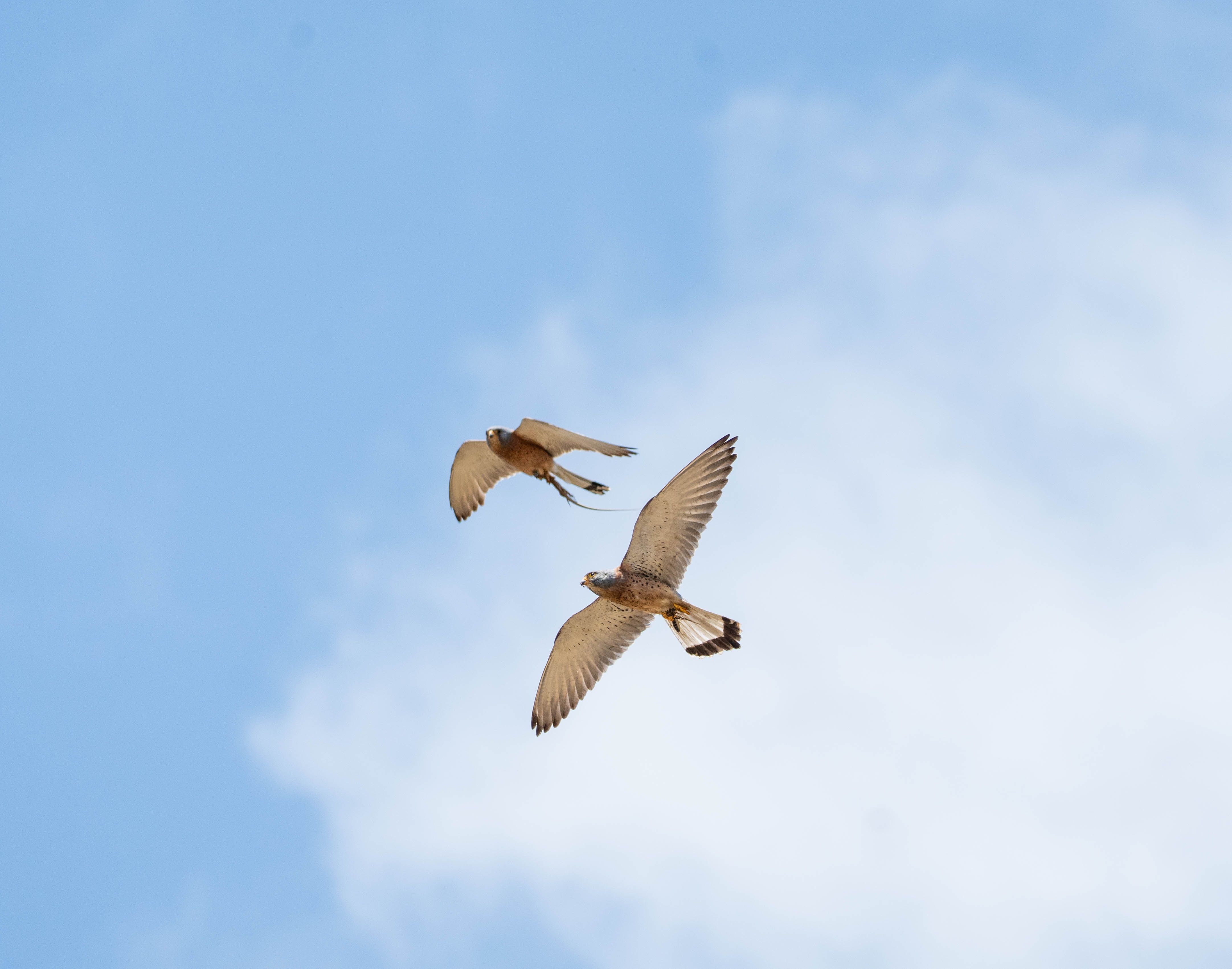 Pair of Falcons Soaring in Clear Blue Sky · Free Stock Photo