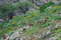 A herd of wild goats grazing on a lush, rocky mountainside with vibrant greenery.