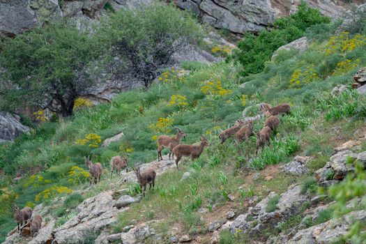 A herd of wild goats grazing on a lush, rocky mountainside with vibrant greenery.