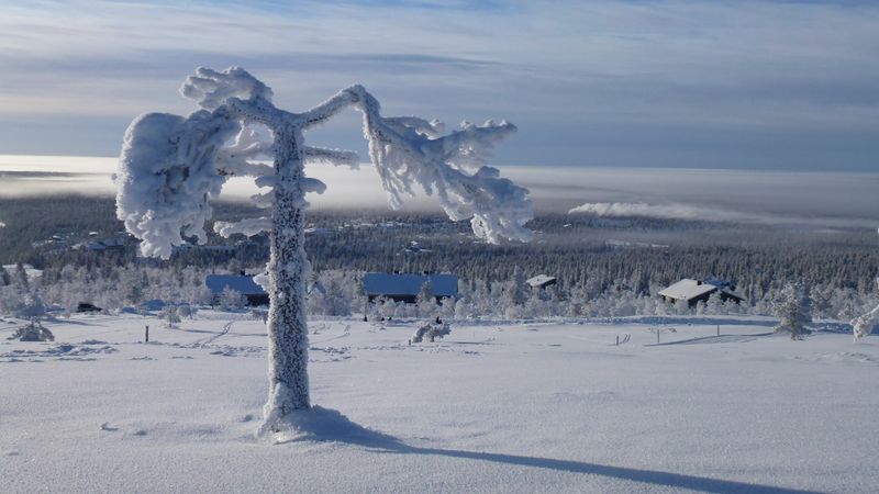 Laponia en trineo de perros en Saariselkä
