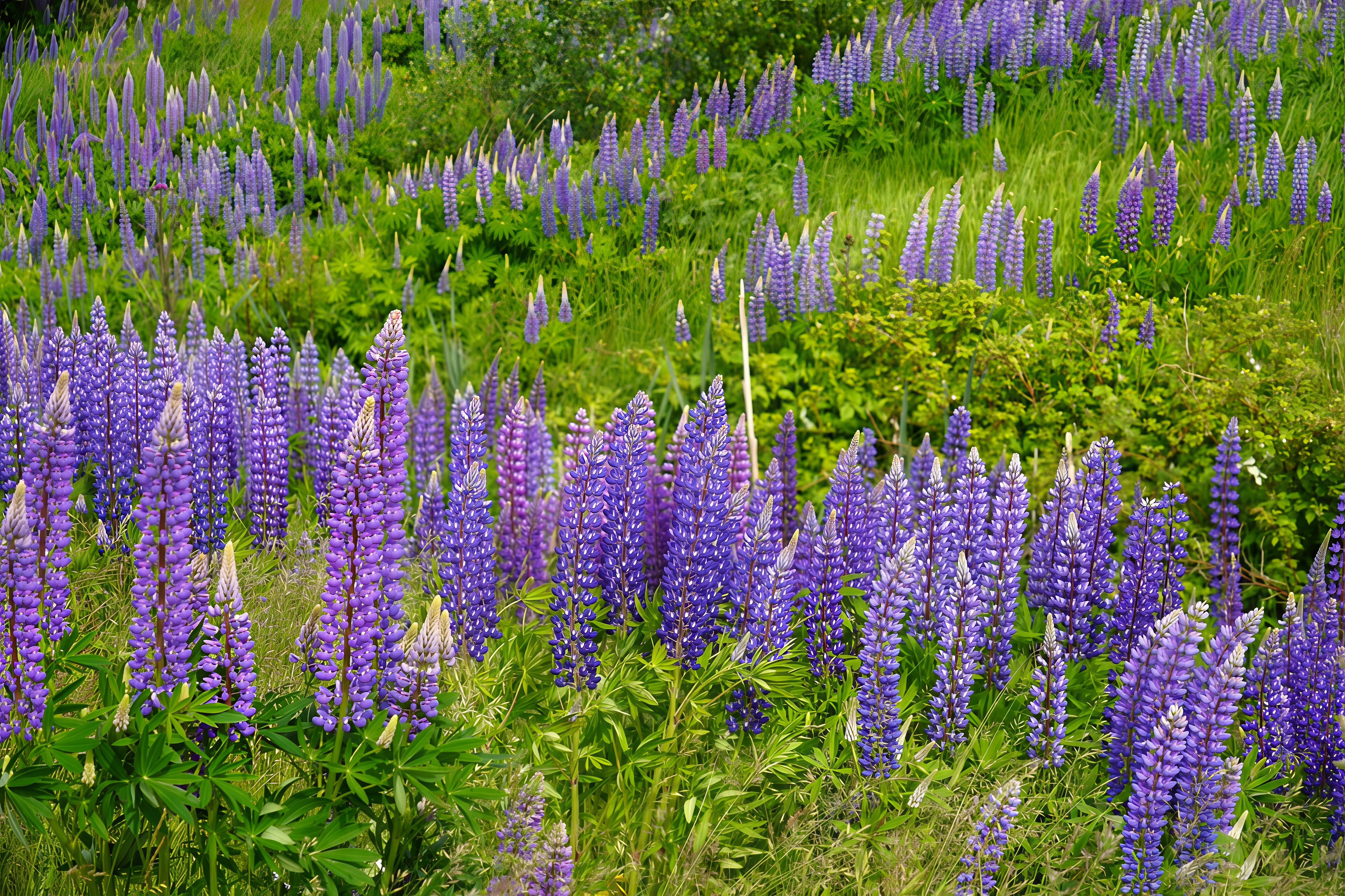 Snus Art Wandbld Wandbld Schmetterlng Blumen Blüten Vntage Enzgartg
