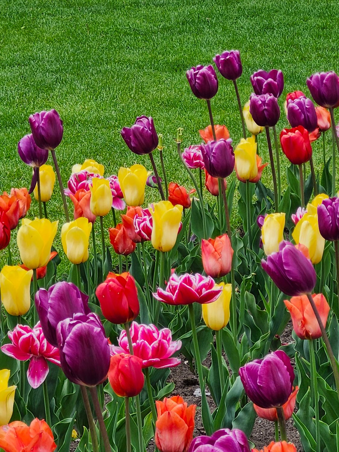 Colorful Tulip Garden in Spring · Free Stock Photo