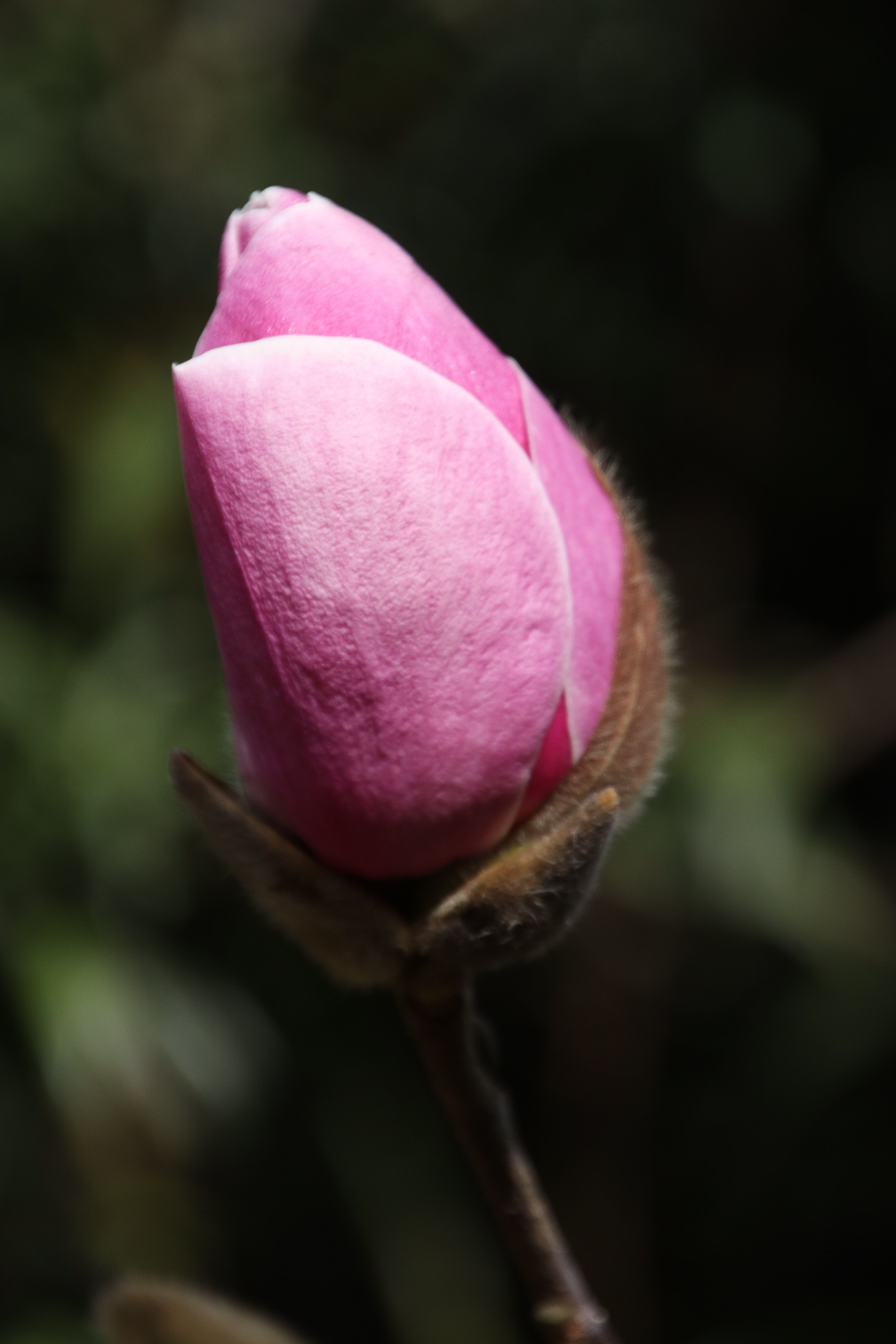 Magnolia Flower Photos, Download The BEST Free Magnolia Flower Stock ...