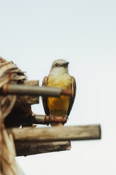A vibrant bird sits calmly on wooden beams in Palomino, Colombia, showcasing its striking plumage.
