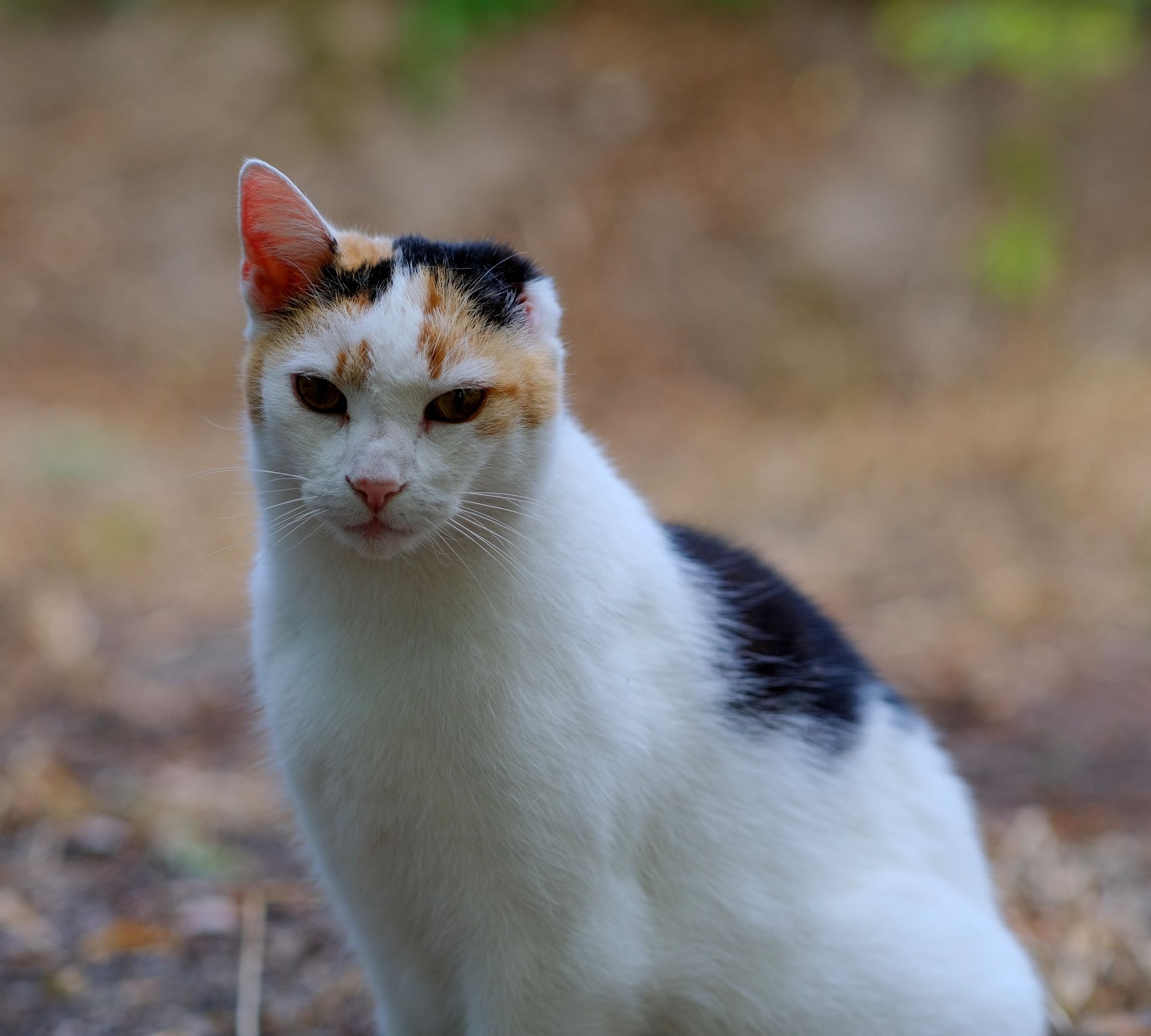 Feline Leukemia Median Life Expectancy Reference: Understanding The Average Life Expectancy Of An Outdoor Cat