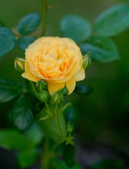 Close-up of a vibrant yellow rose in full bloom, surrounded by lush green leaves.