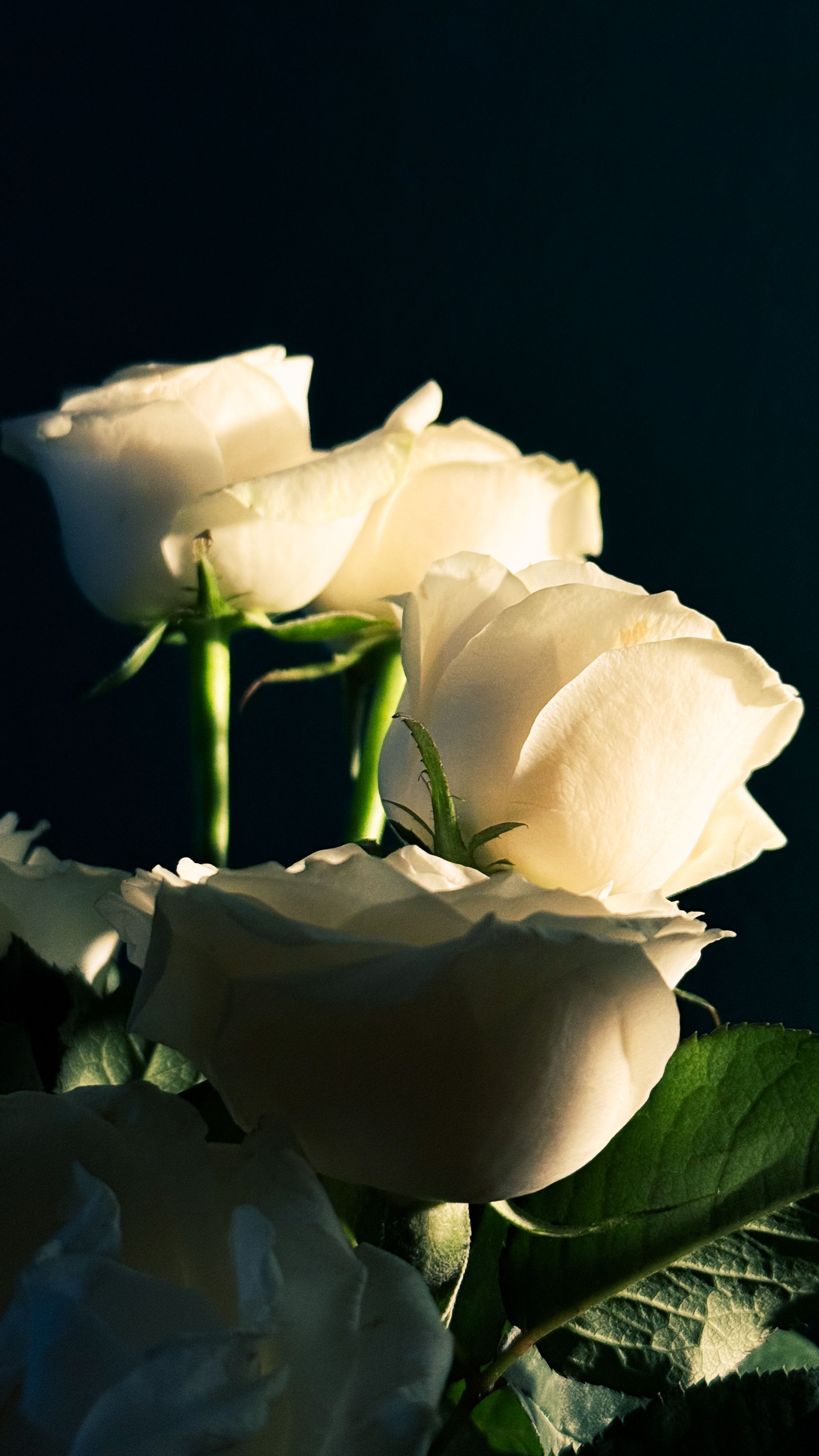 Elegant White Roses in Natural Light · Free Stock Photo