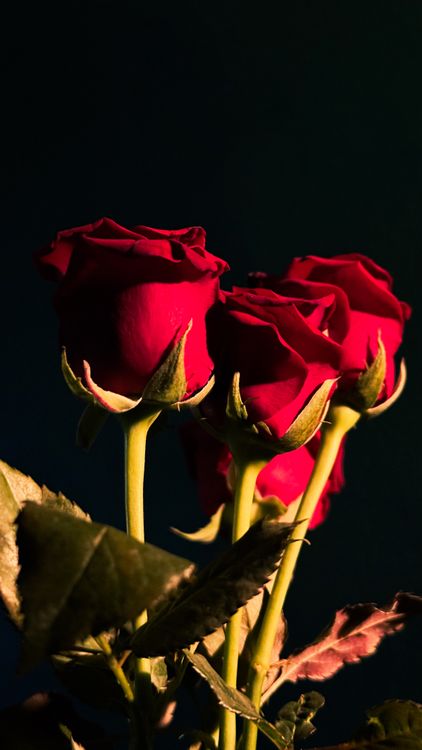 Elegant Red Roses in Dramatic Lighting · Free Stock Photo