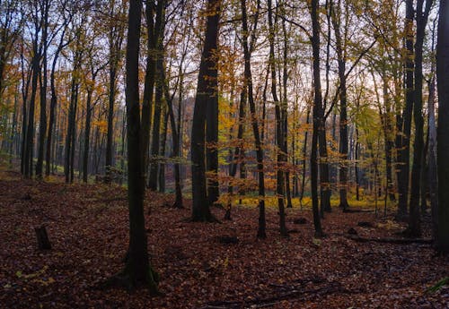 Photograph of Trees in the Woods