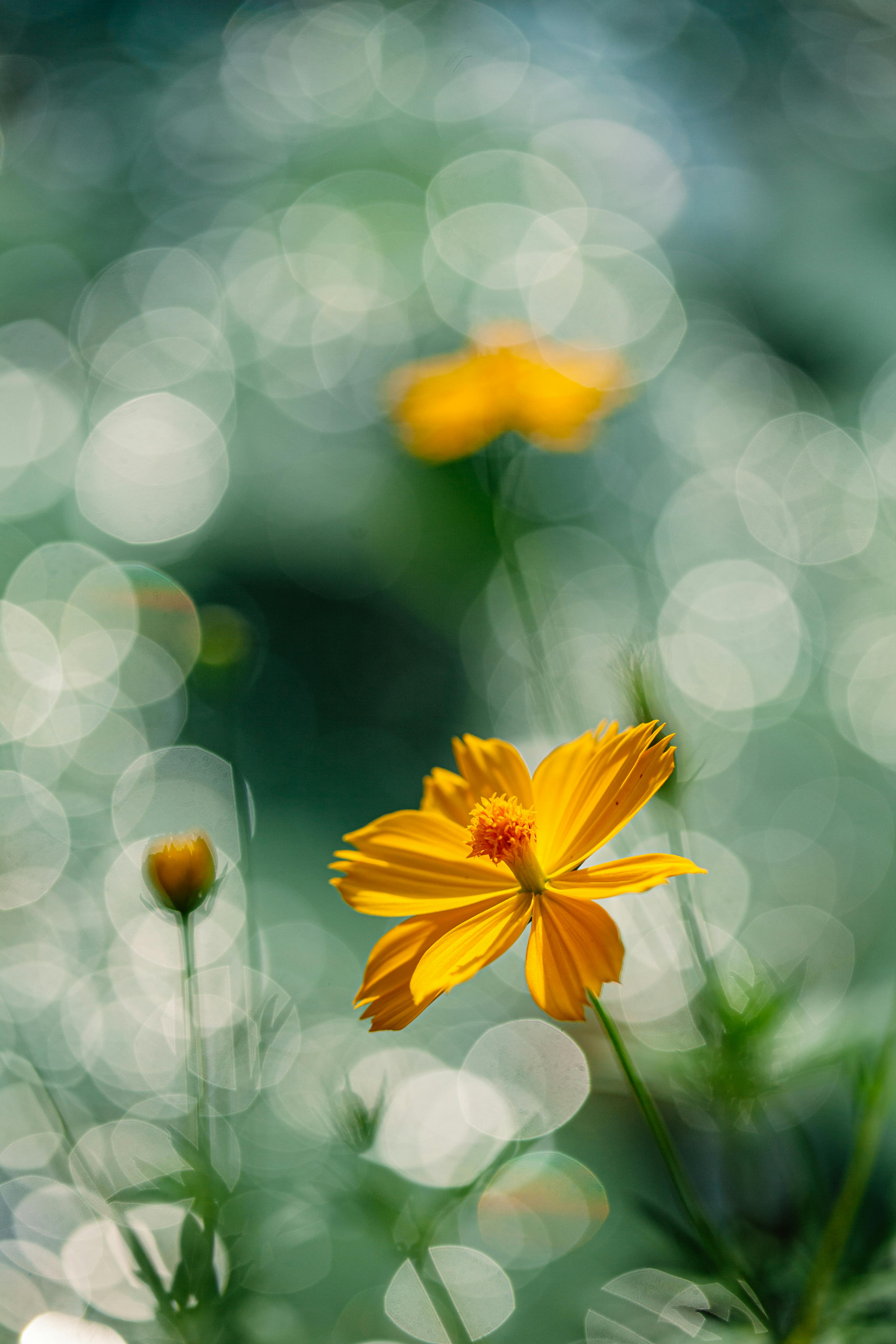Lone Yellow Tulip in Vibrant Spring Garden · Free Stock Photo