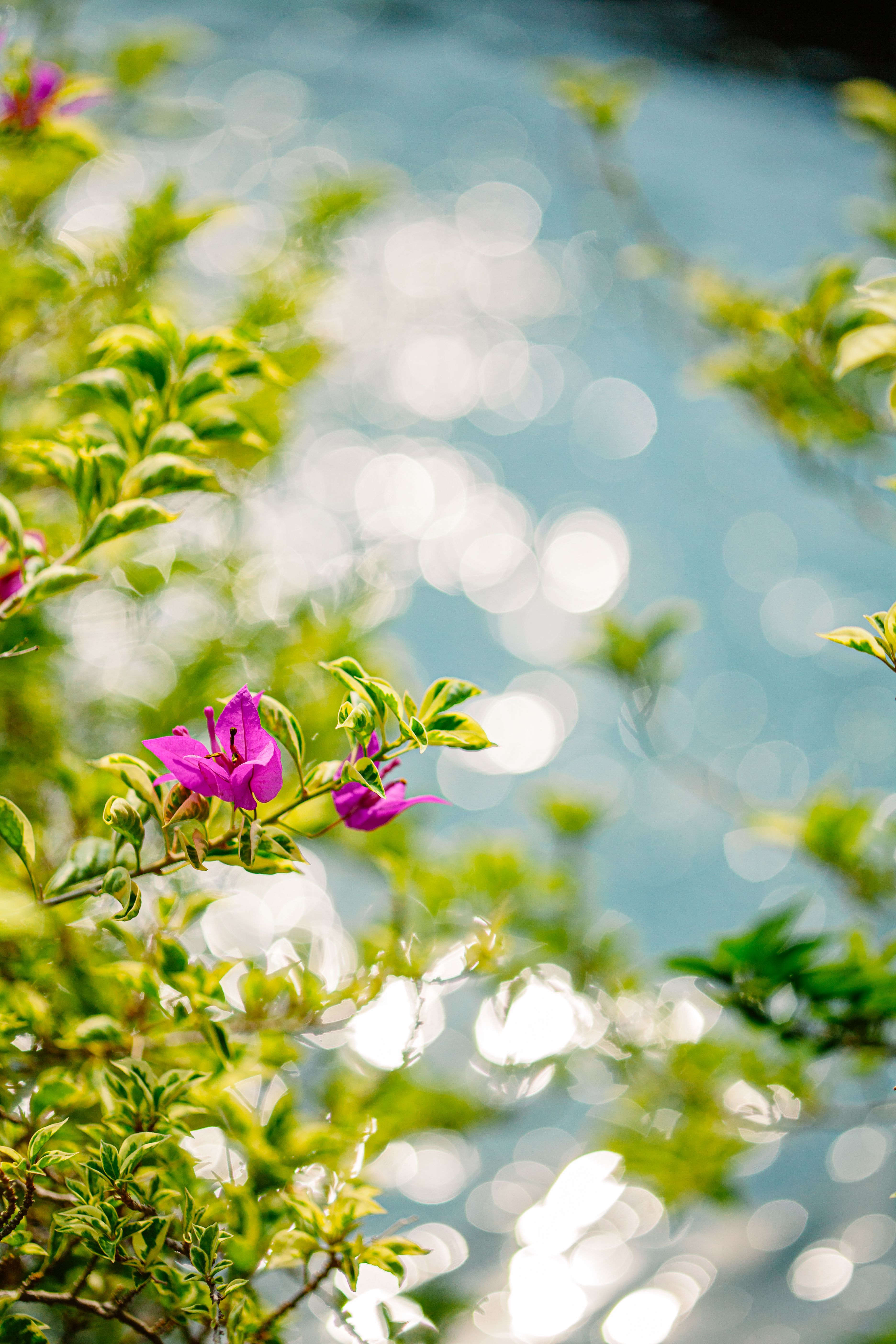 Tiny flowers, huge detail: how to stay steady on a trail — where the 20 60 20 rule fits in close-up work