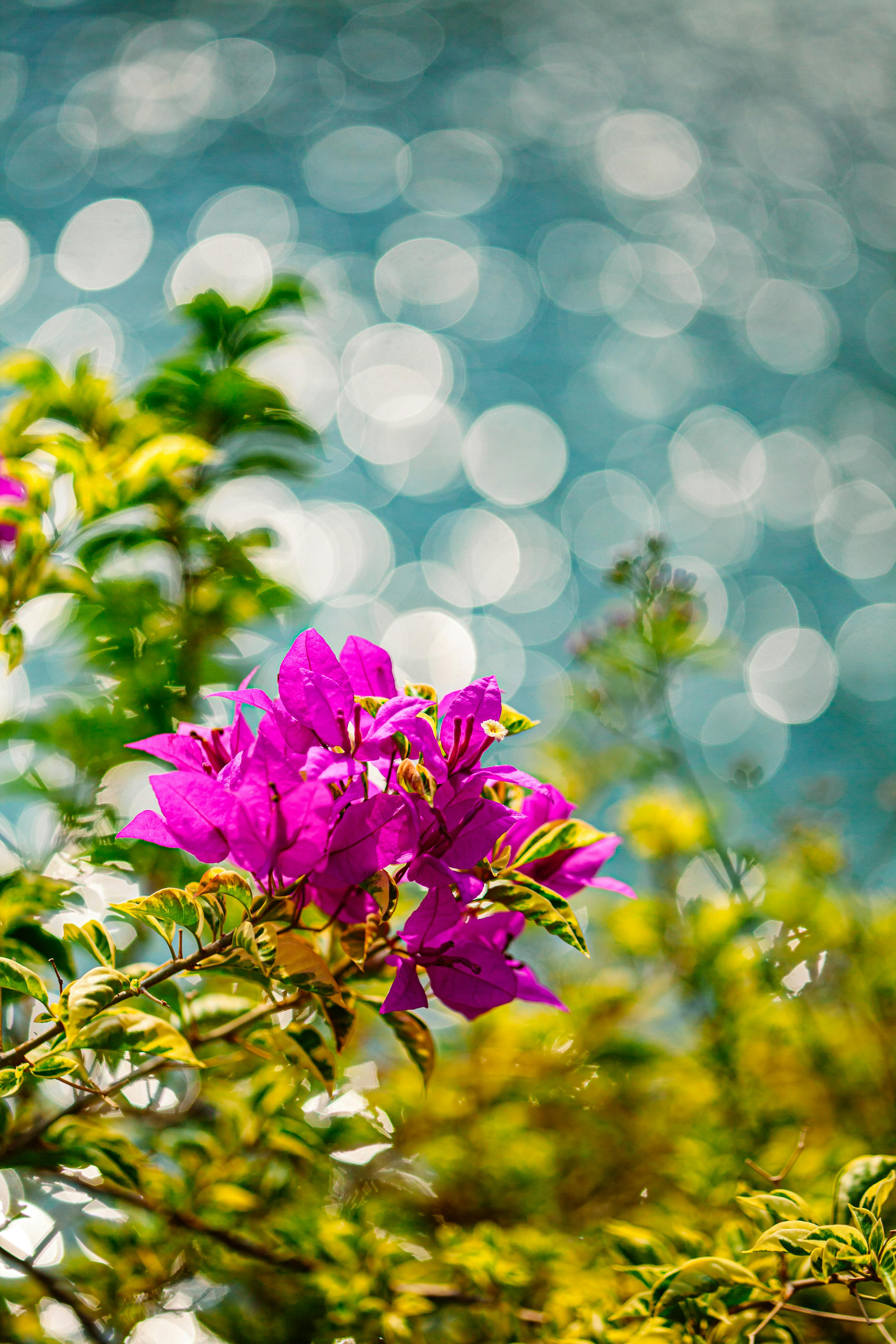 Close-up of vibrant pink Bougainvillea flowers with sparkling water bokeh in the background.