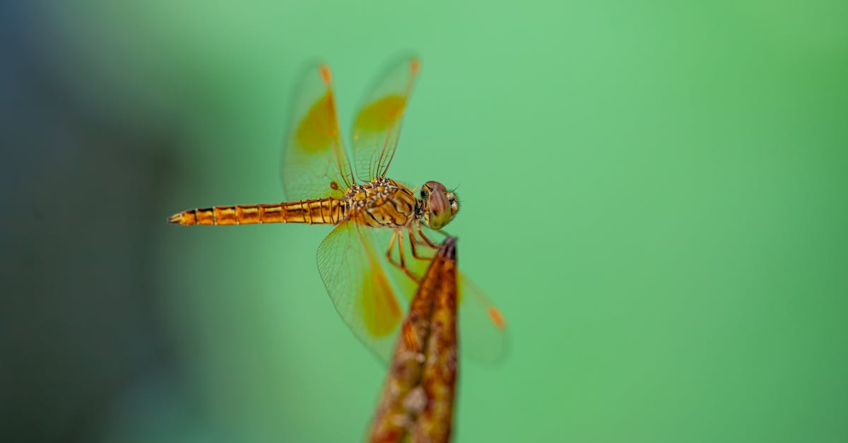 生活:水蜻蜓與五月天演唱會的初體驗:音樂與自然的交融