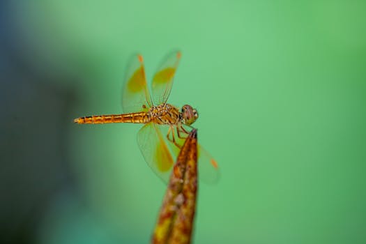 Detailed macro shot of a vibrant orange dragonfly perched on a twig against a green backdrop.