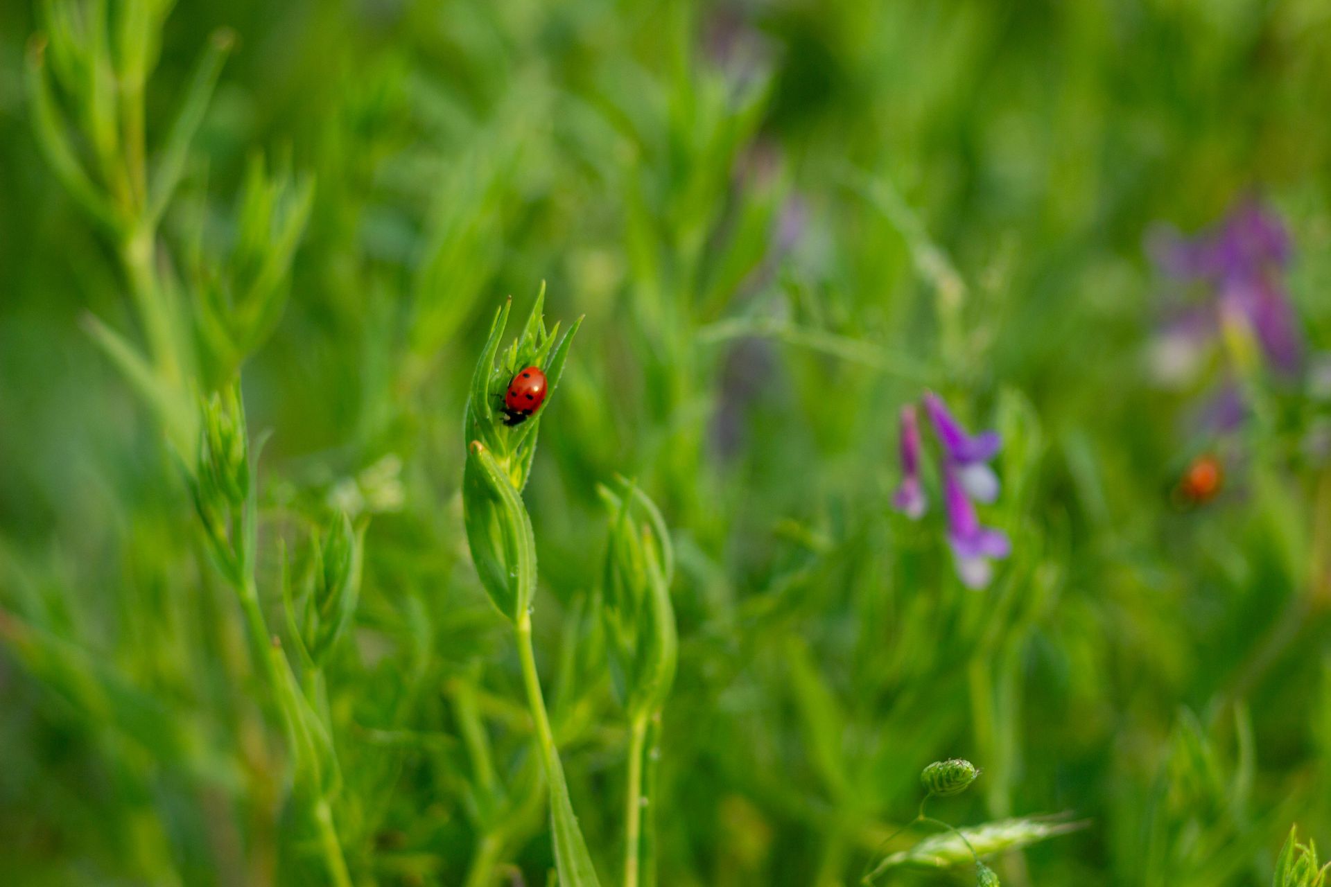 Close-up of a ladybug perched on a green leaf amidst lush summer foliage.