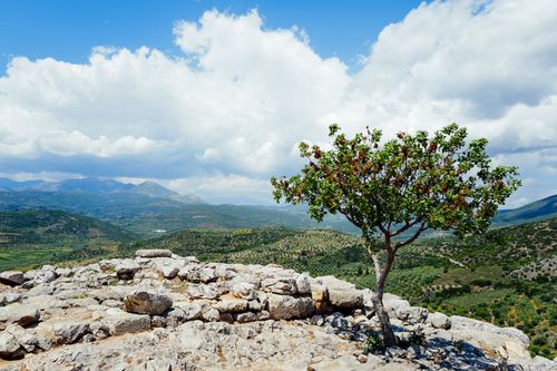 Free A solitary tree stands on a rocky outcrop with a vast scenic valley in the background under a cloud-filled sky. Stock Photo