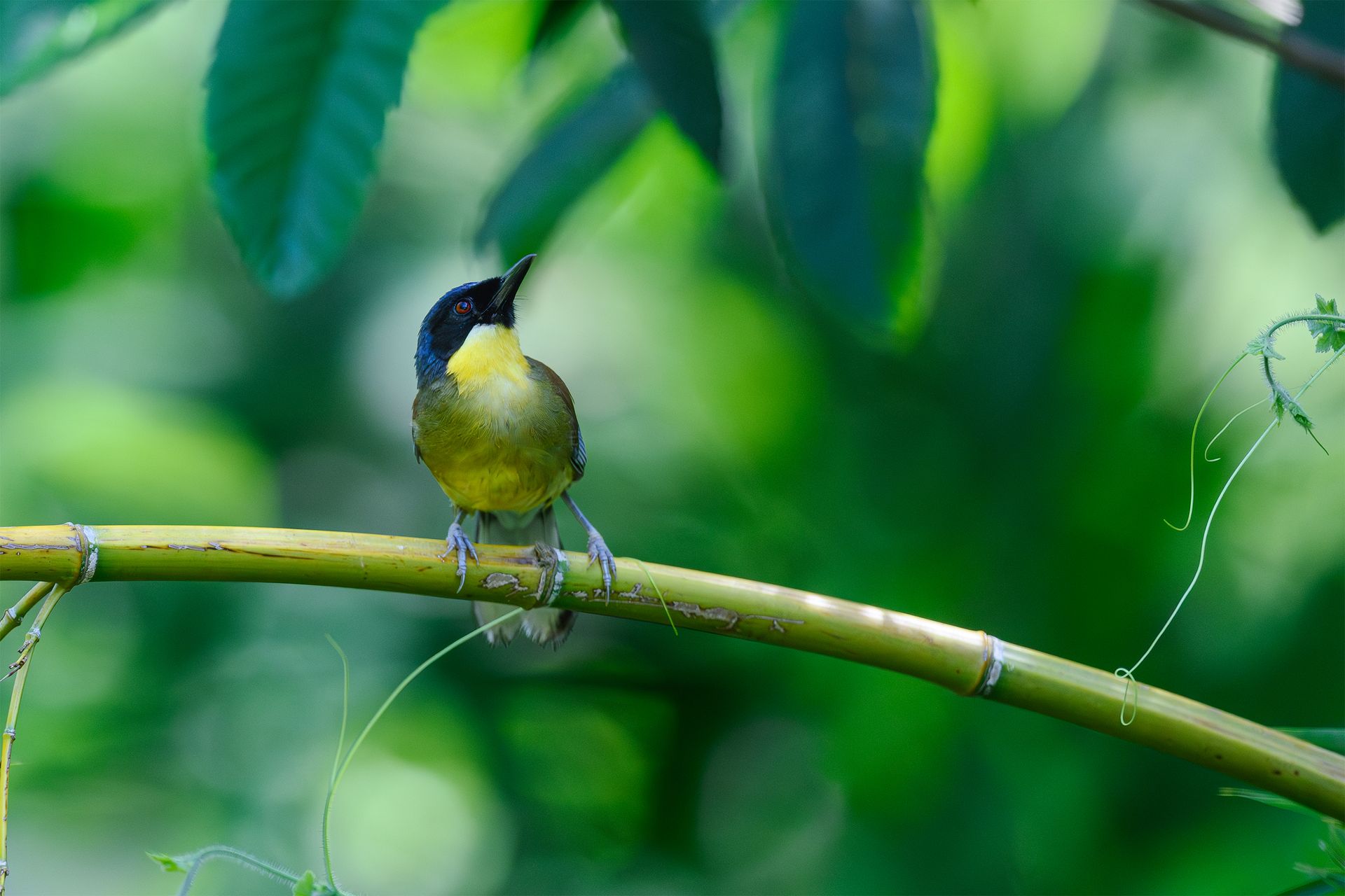 A vibrant bird with yellow chest rests on bamboo amid lush greens.