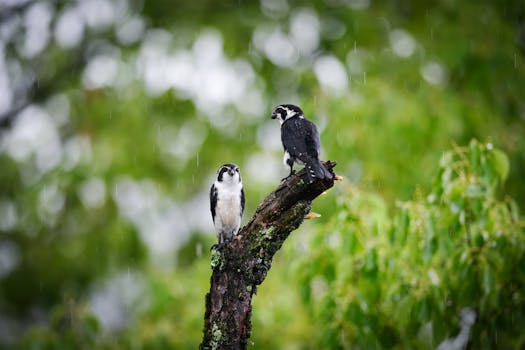 Two birds on a branch during rainfall, surrounded by lush greenery.