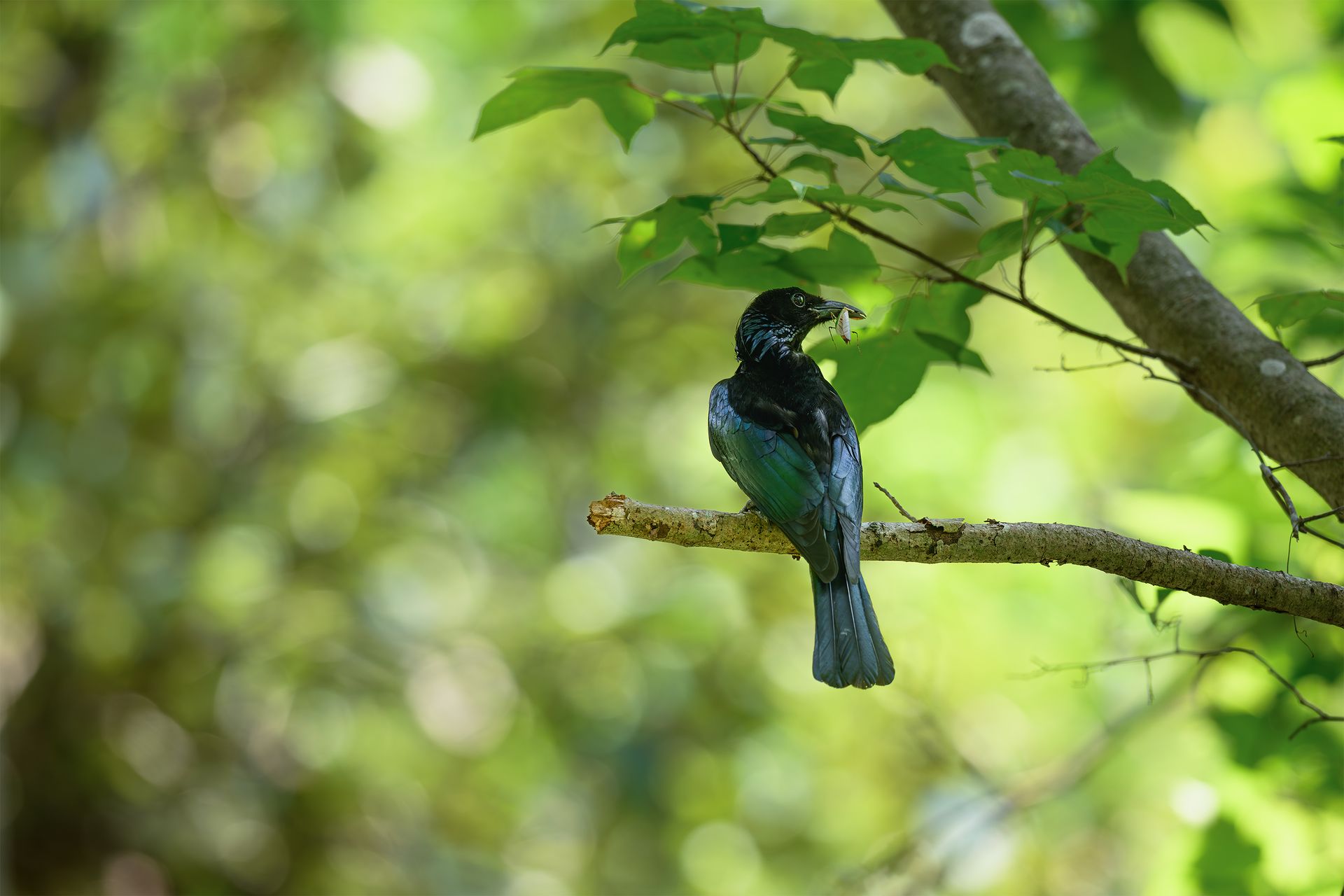 A black bird with a worm sits on a branch amidst vibrant greenery, showcasing nature's beauty.