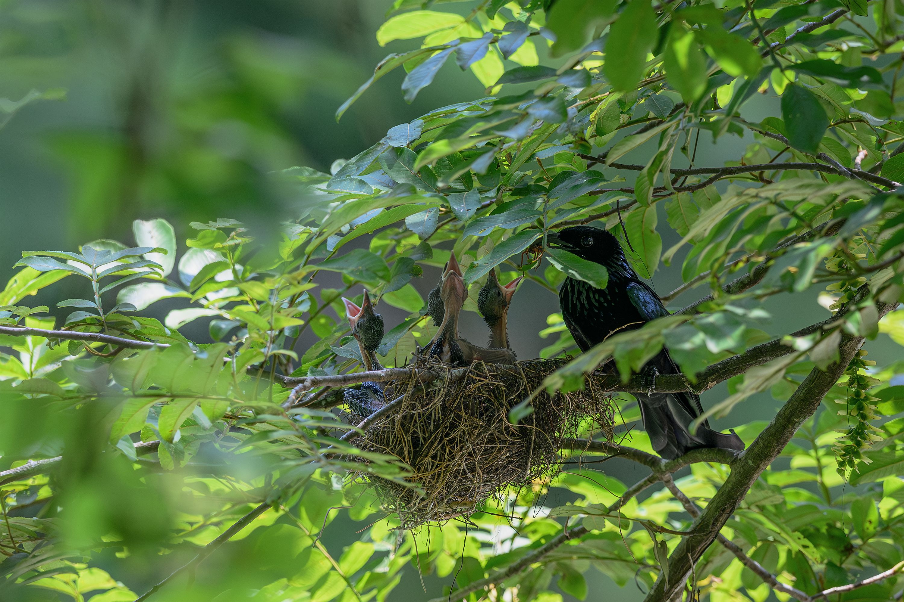 black-drongo-feeding-chicks-in-tree-nest-free-stock-photo