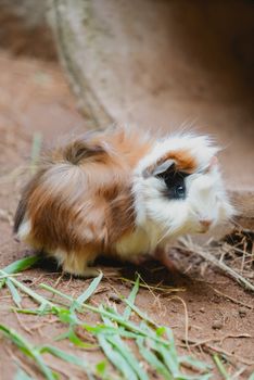 hamster photo