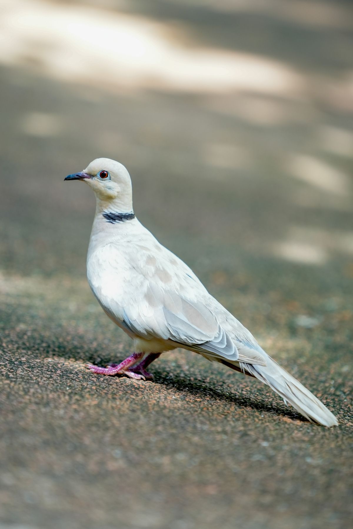 White Dove Photos, Download The BEST Free White Dove Stock Photos & HD ...