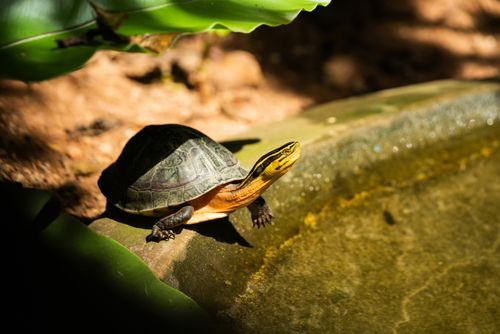 Free A turtle basks in sunlight near a pond, highlighting its shell and features in a garden setting. Stock Photo