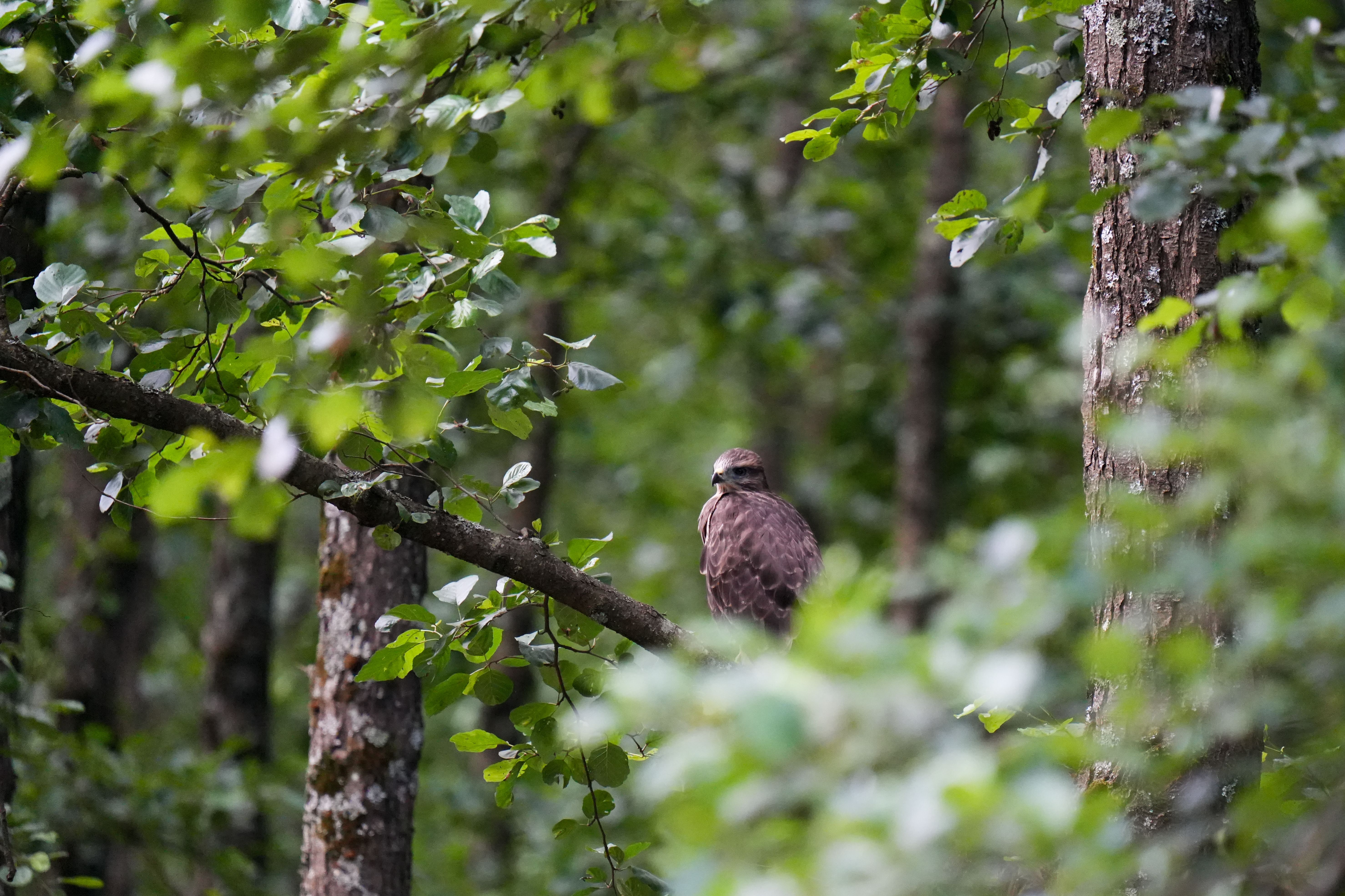 A hawk perches on a branch amidst dense green foliage in a forest, creating a serene wildlife scene.