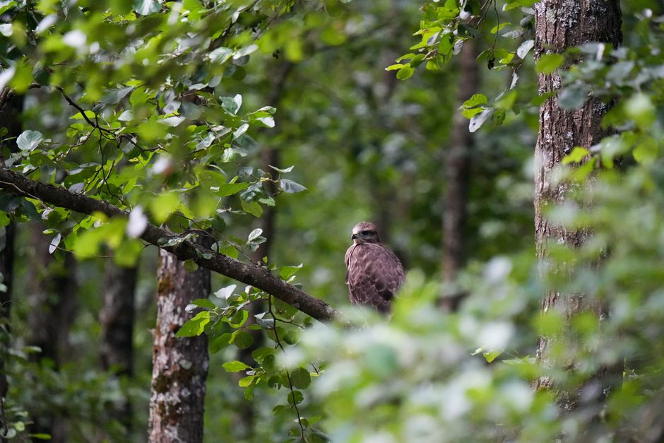 A hawk perches on a branch amidst dense green foliage in a forest, creating a serene wildlife scene.