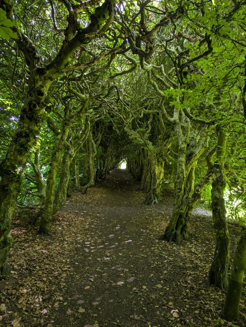 Free Explore a mysterious forest tunnel framed by twisted, mossy trees, creating a magical natural canopy. Stock Photo