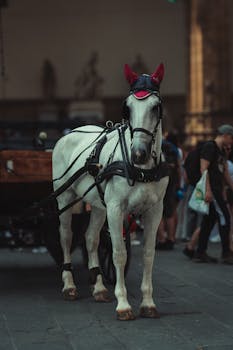 Elegant white horse with harness in Florence, Italy, near Ponte Vecchio.