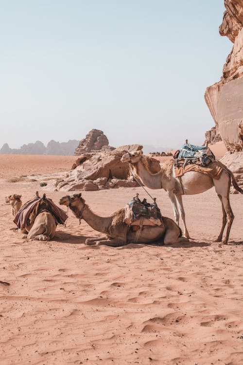 Безкоштовне стокове фото на тему «jordan, верблюди, віддалений»